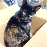 8月25日荒川沖店に参加する犬猫物語の保護猫03