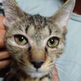 8月25日荒川沖店に参加する犬猫物語の保護猫04