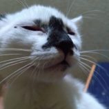 8月25日荒川沖店に参加する犬猫物語の保護猫05