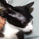 8月25日荒川沖店に参加する犬猫物語の保護猫06