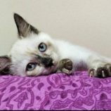 8月18日千代田店に参加するソナドラスの保護猫01