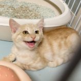 8月18日千代田店に参加するソナドラスの保護猫02