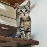 8月18日千代田店に参加するソナドラスの保護猫03