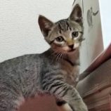 8月18日千代田店に参加するソナドラスの保護猫04