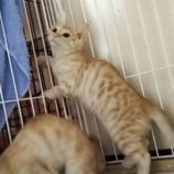 8月18日千代田店に参加するソナドラスの保護猫05