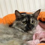 8月18日千代田店に参加するソナドラスの保護猫06