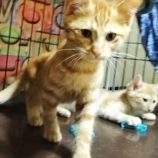 8月18日千代田店に参加するソナドラスの保護猫07