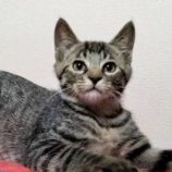 8月18日千代田店に参加するソナドラスの保護猫08