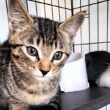 8月18日千代田店に参加するソナドラスの保護猫10