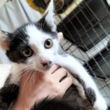 8月18日千代田店に参加するソナドラスの保護猫11