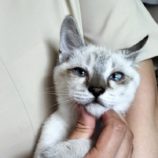 8月18日千代田店に参加するソナドラスの保護猫12