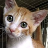 8月18日ひたちなか店に参加するホーリーキャットの保護猫01