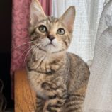 8月18日ひたちなか店に参加するホーリーキャットの保護猫02