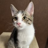 8月18日ひたちなか店に参加するホーリーキャットの保護猫03