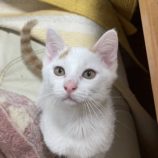 8月18日ひたちなか店に参加するホーリーキャットの保護猫04