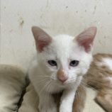 8月18日ひたちなか店に参加するホーリーキャットの保護猫05