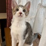 8月18日ひたちなか店に参加するホーリーキャットの保護猫06