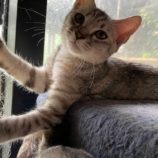 8月18日ひたちなか店に参加するホーリーキャットの保護猫07