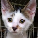 8月18日ひたちなか店に参加するホーリーキャットの保護猫08