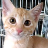 8月18日ひたちなか店に参加するホーリーキャットの保護猫09