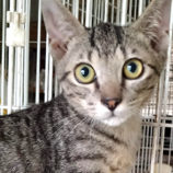 8月18日ひたちなか店に参加するホーリーキャットの保護猫10