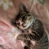 8月18日ひたちなか店に参加するホーリーキャットの保護猫11