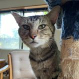 8月18日ひたちなか店に参加するホーリーキャットの保護猫12