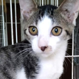 8月18日ひたちなか店に参加するホーリーキャットの保護猫13