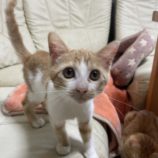 8月18日ひたちなか店に参加するホーリーキャットの保護猫14