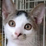 8月18日ひたちなか店に参加するホーリーキャットの保護猫15