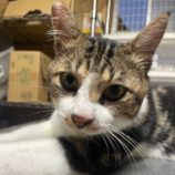 8月18日ひたちなか店に参加するホーリーキャットの保護猫17