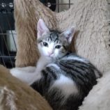 8月18日ひたちなか店に参加するホーリーキャットの保護猫18