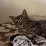 8月18日ひたちなか店に参加するホーリーキャットの保護猫19