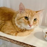 8月24日君津店に参加する富津ねこネットの保護猫01