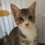 8月24日君津店に参加する富津ねこネットの保護猫02