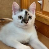 8月24日君津店に参加する富津ねこネットの保護猫03