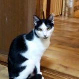 8月24日君津店に参加する富津ねこネットの保護猫04