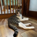 8月24日君津店に参加する富津ねこネットの保護猫05