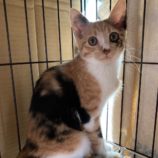 8月24日君津店に参加する富津ねこネットの保護猫06