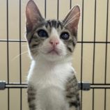 8月24日君津店に参加する富津ねこネットの保護猫07