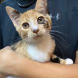 8月24日君津店に参加する富津ねこネットの保護猫08