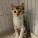 8月24日君津店に参加する富津ねこネットの保護猫10