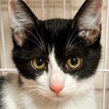 8月24日君津店に参加する富津ねこネットの保護猫11