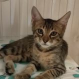 8月24日君津店に参加する富津ねこネットの保護猫12