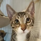 8月24日君津店に参加する富津ねこネットの保護猫13