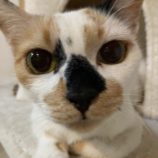 8月24日君津店に参加する富津ねこネットの保護猫14