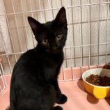 8月24日君津店に参加する富津ねこネットの保護猫15