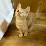 8月24日君津店に参加する富津ねこネットの保護猫16