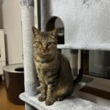 8月24日君津店に参加する富津ねこネットの保護猫17