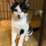 8月24日君津店に参加する富津ねこネットの保護猫18